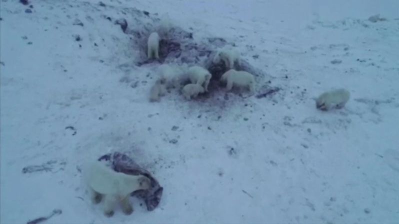Ruská vesnička je v obležení 56 ledních medvědů