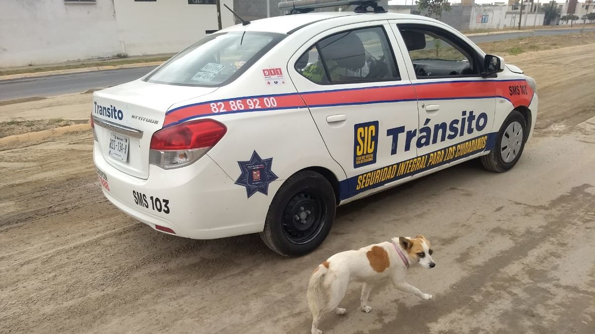 Nalezené štěně se stalo miláčkem policejního sboru i platným pomocníkem
