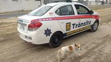 Nalezené štěně se stalo miláčkem policejního sboru i platným pomocníkem