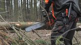 Lesy ČR čekají kvůli kůrovci léta ztrát. Těžba prudce roste