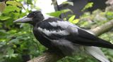 Australský pták se naučil napodobit zvuk záchranářských sirén