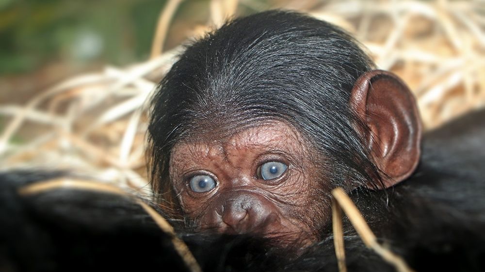Samička šimpanze učenlivého se narodila v plzeňské zoo na Nový rok. 