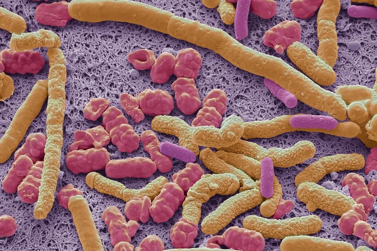 Probiotické bakterie. Ilustrační snímek
