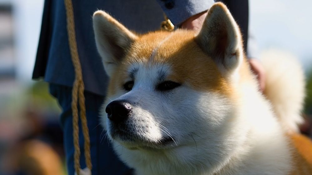 Psi plemene akita inu patří k nejstarším doloženým rasám.