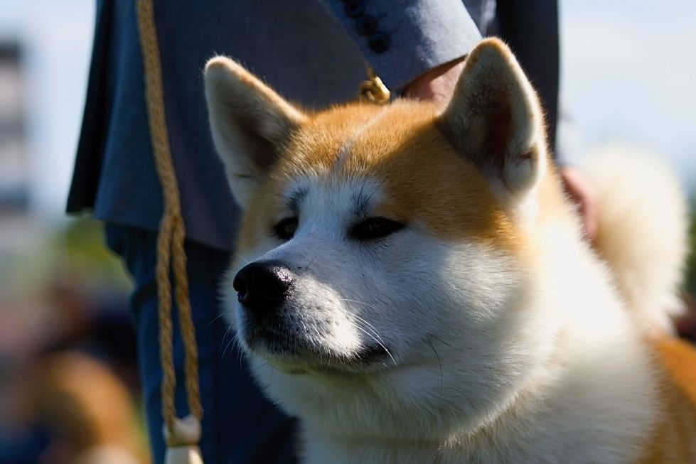 Psi plemene akita inu patří k nejstarším doloženým rasám.
