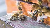Včely ve velkém zabíjeli nemoci i roztoči