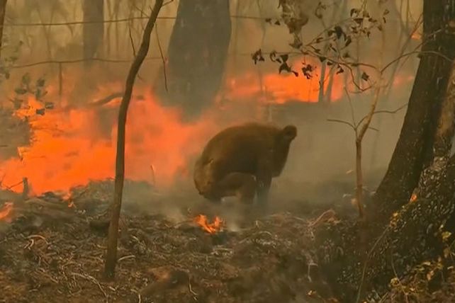 BEZ KOMENTÁŘE: Australanka riskovala vlastní život, aby zachránila popálenou koalu při lesních požárech  