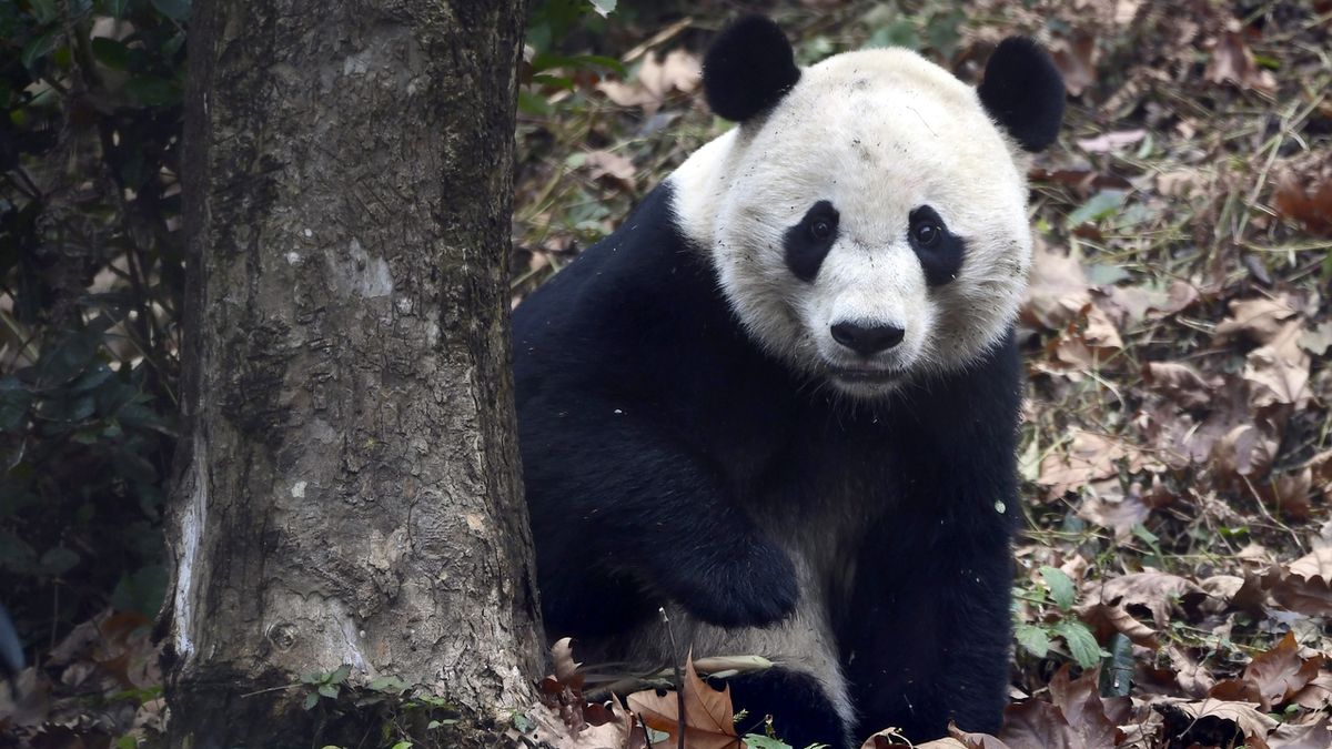Panda Bei Bei se narodila v ZOO ve Washingtonu