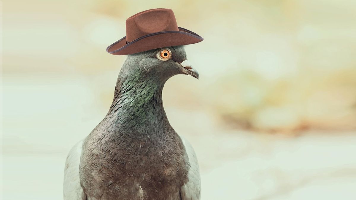 Kdosi nasazuje holubům malé kovbojské kloboučky