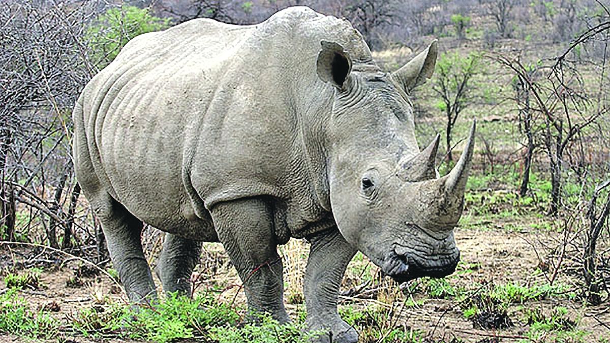 Královédvorský Safari Park poslal do Afriky už přes stovku zvířat