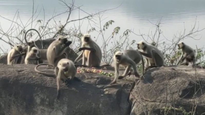 Opice uvízly na pustém ostrově. Zpátky se jim nechce