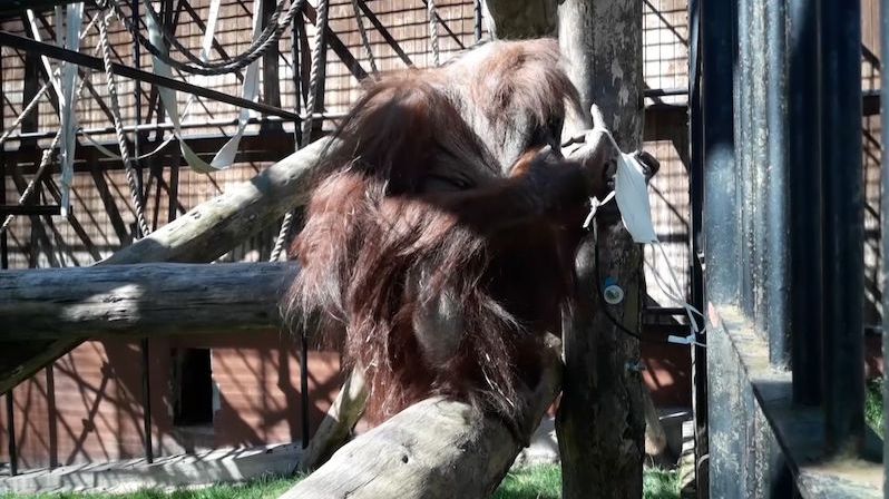 Orangutan v polské zoo si chtěl nasadit roušku. Úplně se netrefil