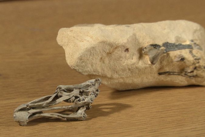 BEZ KOMENTÁŘE: Vědci nalezli zkamenělinu ptáka, kterému přezdívají „zázračné kuře“