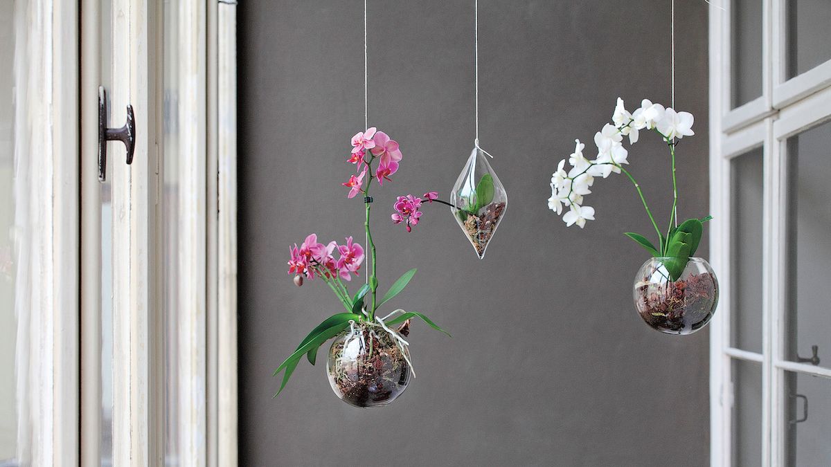 Aerárium s orchidejí. Rostlinka musí mít kořínky na světle, proto jí skleněná dekorace vyhovuje.