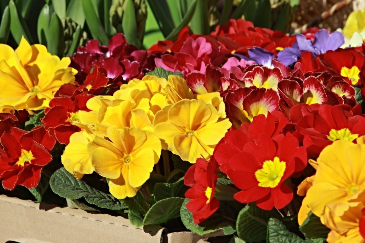 Přineste si jaro domů. Přesaďte některé kousky rozkvetlých krásek ze zahrady do květináče a ozdobte s nimi interiér: jídelní stůl i okenní parapet. 