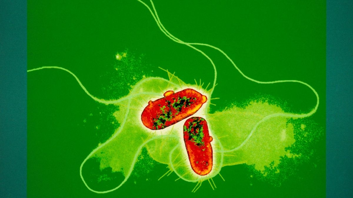 Bakterie E. coli. Ilustrační snímek