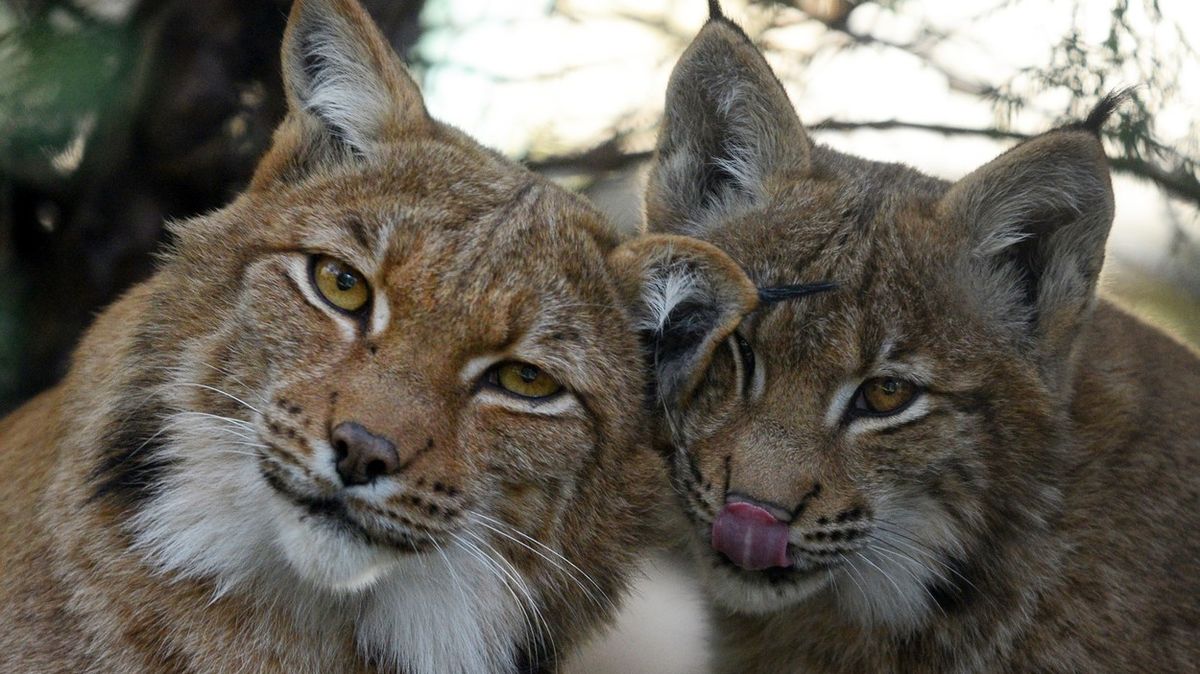 Ostravská zoo pod palbou kvůli utrácení zdravých rysů