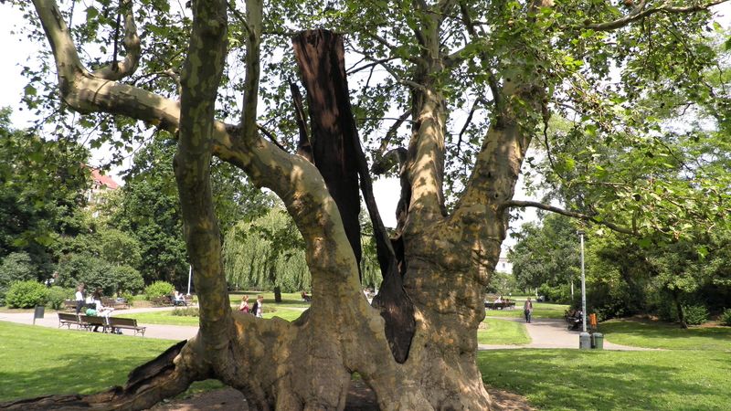 Nejznámějším památným stromem v Praze je nejspíše platan javorolistý, který roste v parku na Karlově náměstí. Znáte i další velikány metropole? 