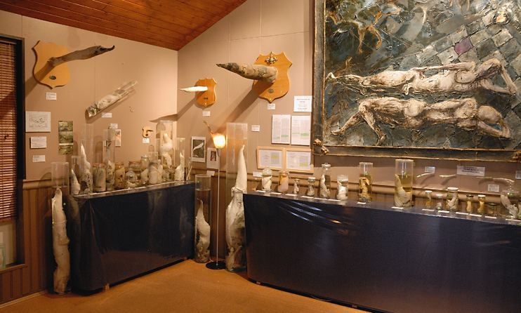 Muzeum penisů vám odhalí „nářadí“ více než 200 savců. 