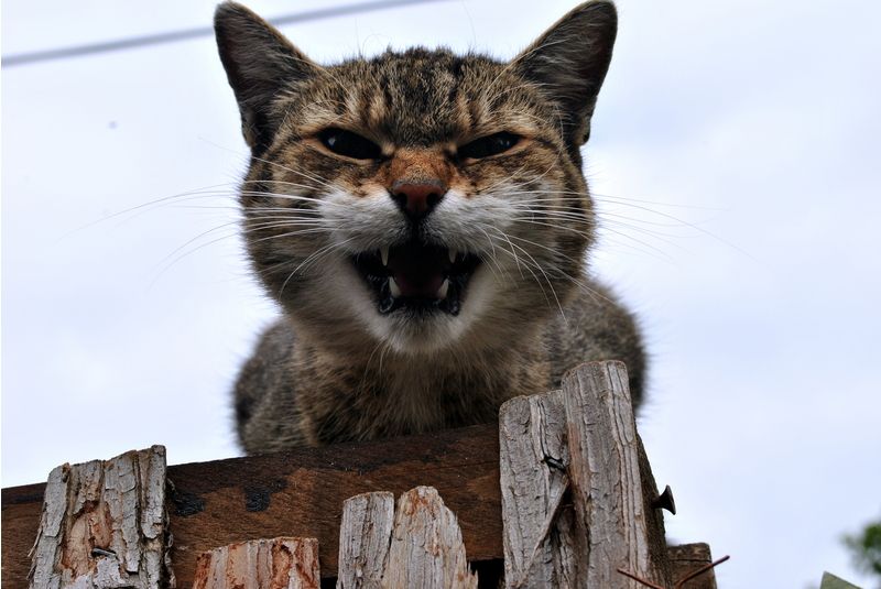 naštvaný místní kočkodom - kočka domácí po probuzení panthera zajezdus