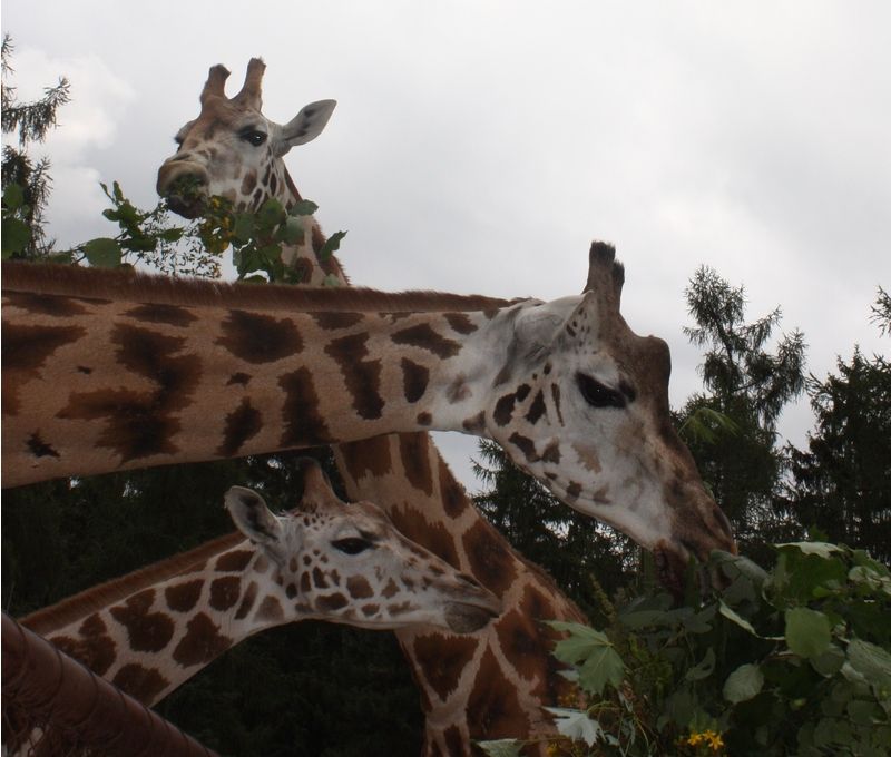 Olomoucká ZOO chová žirafy Rotschildovy od roku 1976.Mezi jejich neoblíbenější pochoutky nepatří kytice,ale obyčejná cibule.