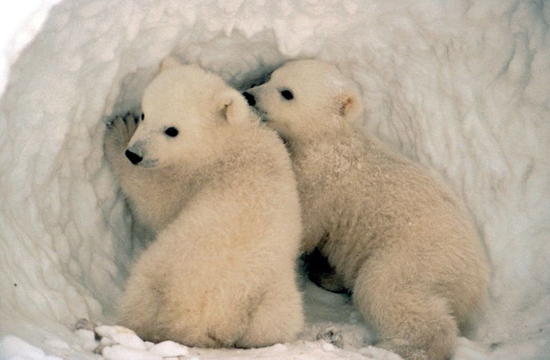 Lední medvěd vypadá jako celkem roztomilé zvířátko, že?