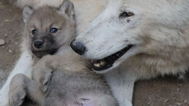 Vlci jsou vzornými rodiči