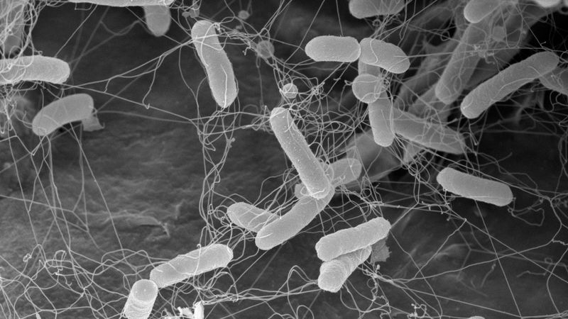Tyčinkové bakterie salmonely