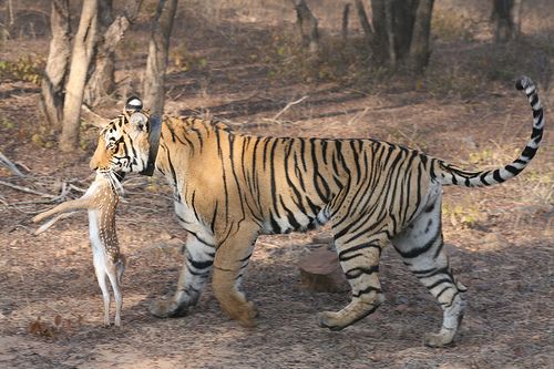V národním parku Ranthambhór každý (kromě turistů) ví, že před tygrem by se mělo spíš utíkat.