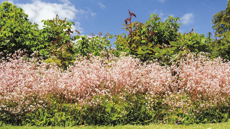Růžové obláčky. Bohatstvím něžných květů a dužnatých listů okouzluje lomikámen stinný (Saxifraga umbrosa).