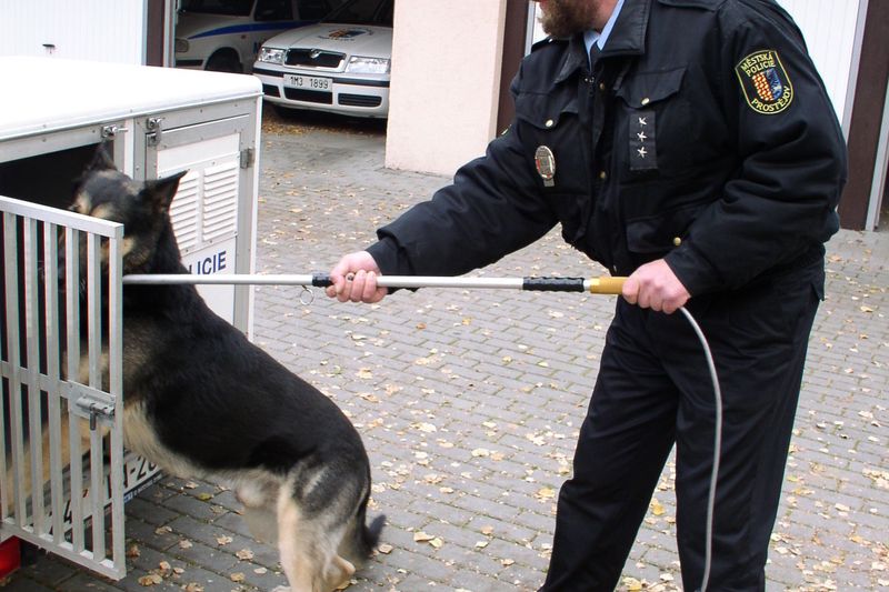 Hodně psů skončí po silvestrovské noci v záchytných kotcích Městské policie  nebo v útulcích