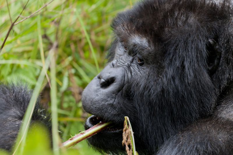 Skupinu goril vede vůdčí samec, silverback – to díky stříbrným chlupům na zádech.