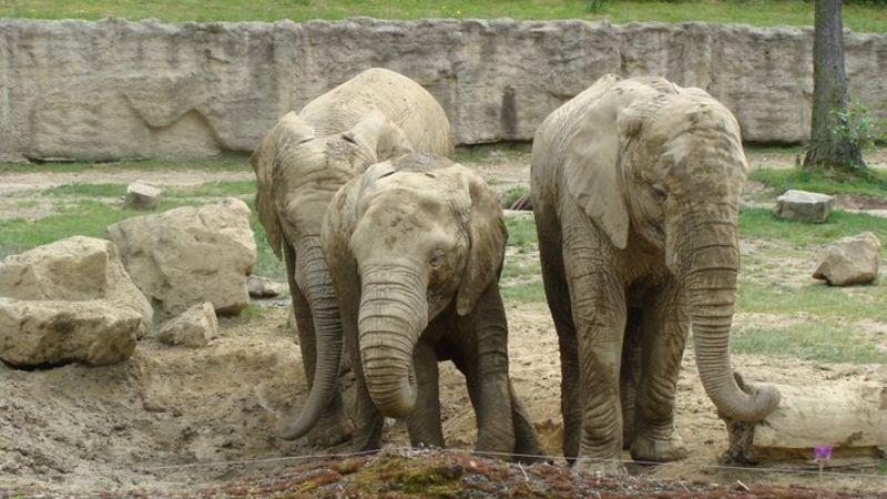 Chloubou zlínské Zoo jsou tři samice slona afrického - Kálí, Zola a Ulu. Přicestovaly v dubnu 2003 z Jihoafrické republiky z Krügerova národního parku. 