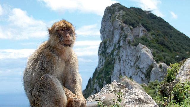 Kdo první dovezl opice ze severu Afriky do Evropy se úplně přesně neví, jisté však je, že se zde skvěle zabydlely.