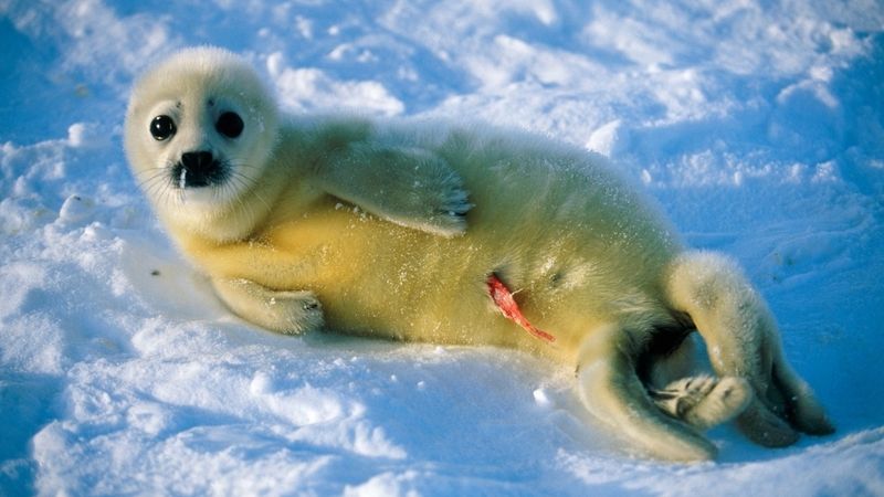 Právě narozený tuleň grónský