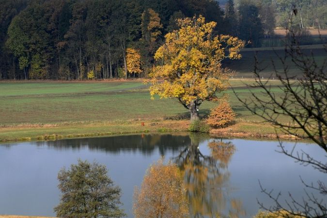Hned pod kopcem Byšičky se rozkládá stejnojmenný rybník. Na jeho hrázi stojí památný Erbenův dub s obvodem kmenu 640 cm.