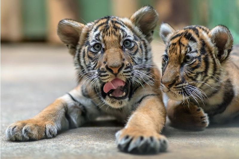 Malajská tygřata Bulan a Wanita