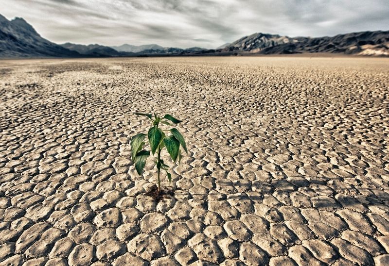 Tam, kde byste to nejméně čekali, objevíte i v Death Valley kousek života.