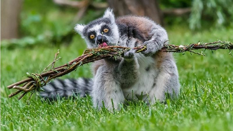 Páně lemurova  debužírka s pomlázkou