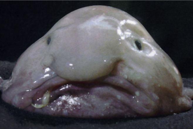 Tuhle slizorybu zvanou „blobfish“ byste si asi ke štědrovečerní večeři obalit nechtěli.