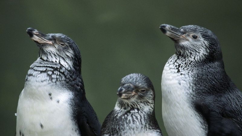 Tučňáci Humboldtovi. Ilustrační foto.