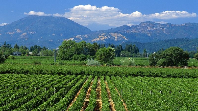 Napa Valley je rájem znalců vína.