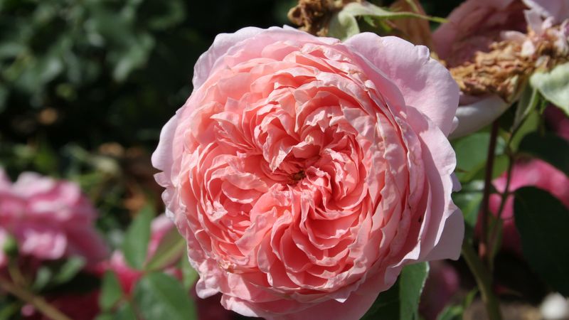 Anglická růže Colette