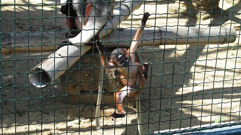 Mládě opičky langur duk se má čile k světu