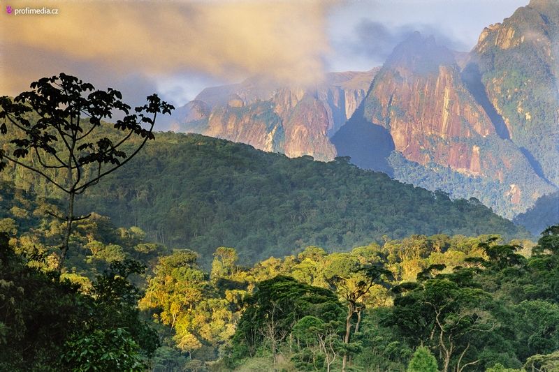 Brazilské deštné pralesy jsou jedním z nejvýjimečnějších míst na světě.