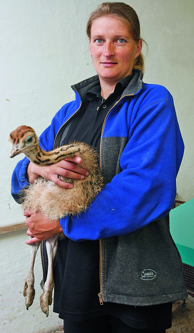  Pštrosích kuřat se na farmě Jany Mazancové ročně narodí kolem sedmdesáti.