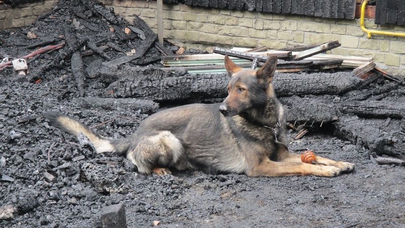 Vyšetřovatelé policie a hasičů pátrali po stopách ve spáleništi mezi zbořenými a ohořelými trámy, na pomoc vzali i speciálně vycvičené psy.