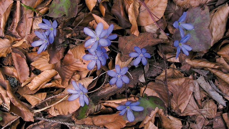 Jaterník (Hepatica triloba) vykvétá brzy na jaře svými jednoduchými, modrými květy.