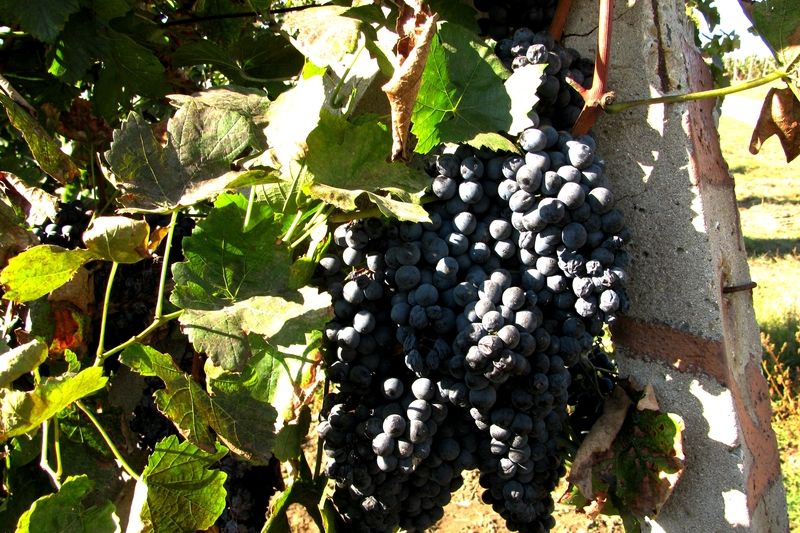 Víno dozrává a vinaři tvoří nápoj bohů, ochutnávat na festivalu vín budou v Liberci