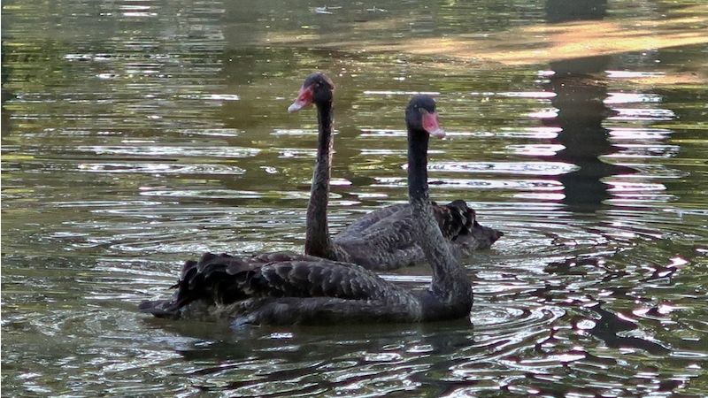 Černé labutě na rybníku v zámeckém parku v Častolovicích.
